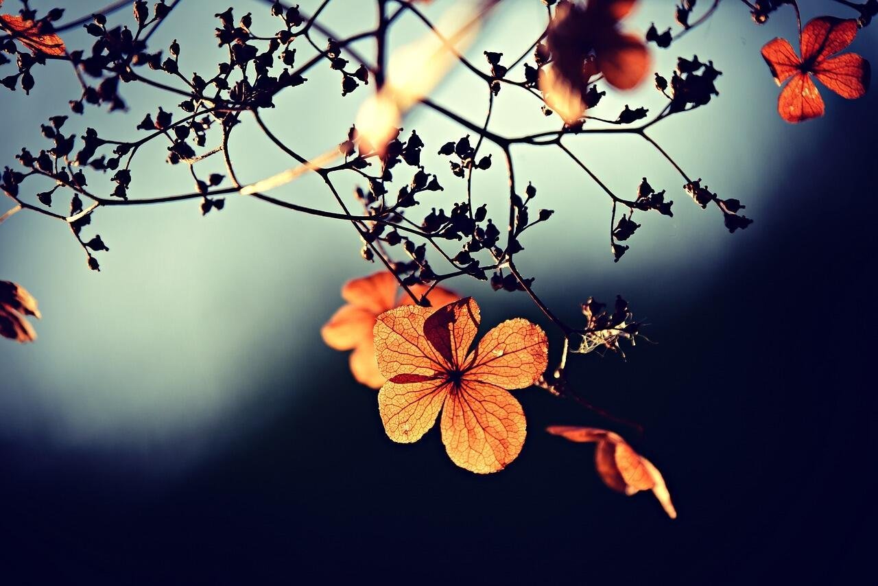 blog-import-35344-flowers-3876195_1280