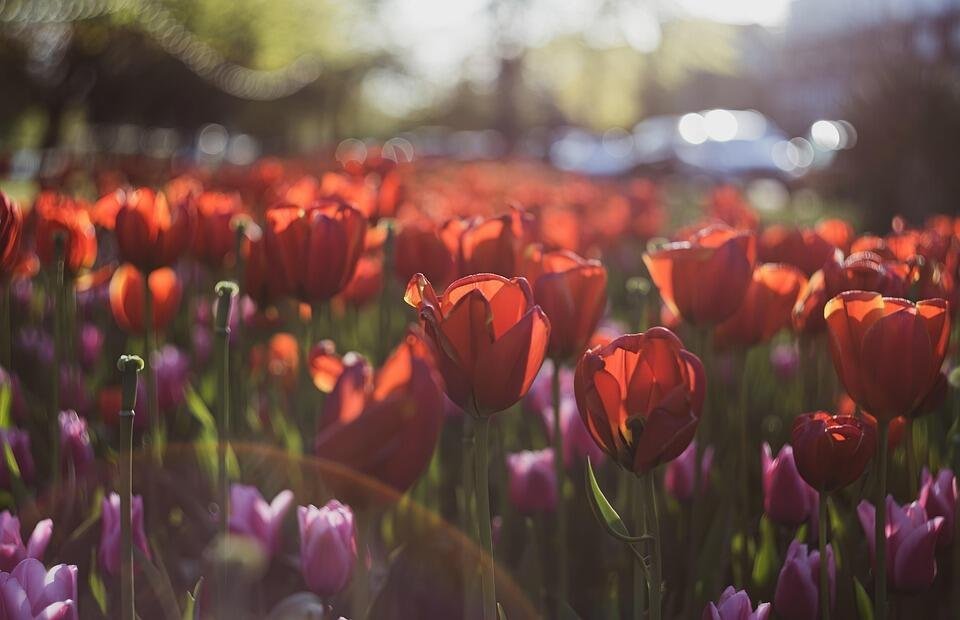 blog-import-36347-tulips-6233077_960_720